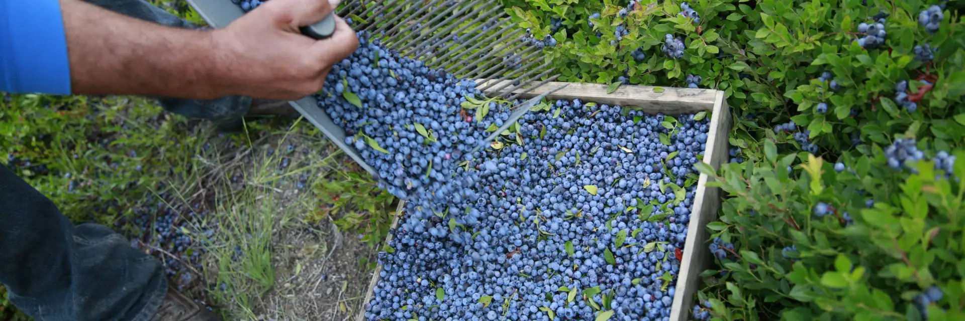 Farm worker harvesting wild blueberries