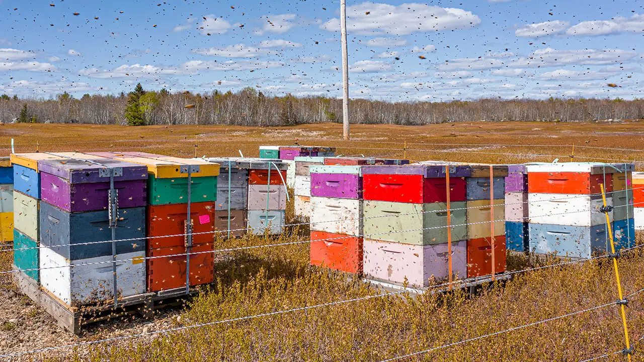 Active bee hives