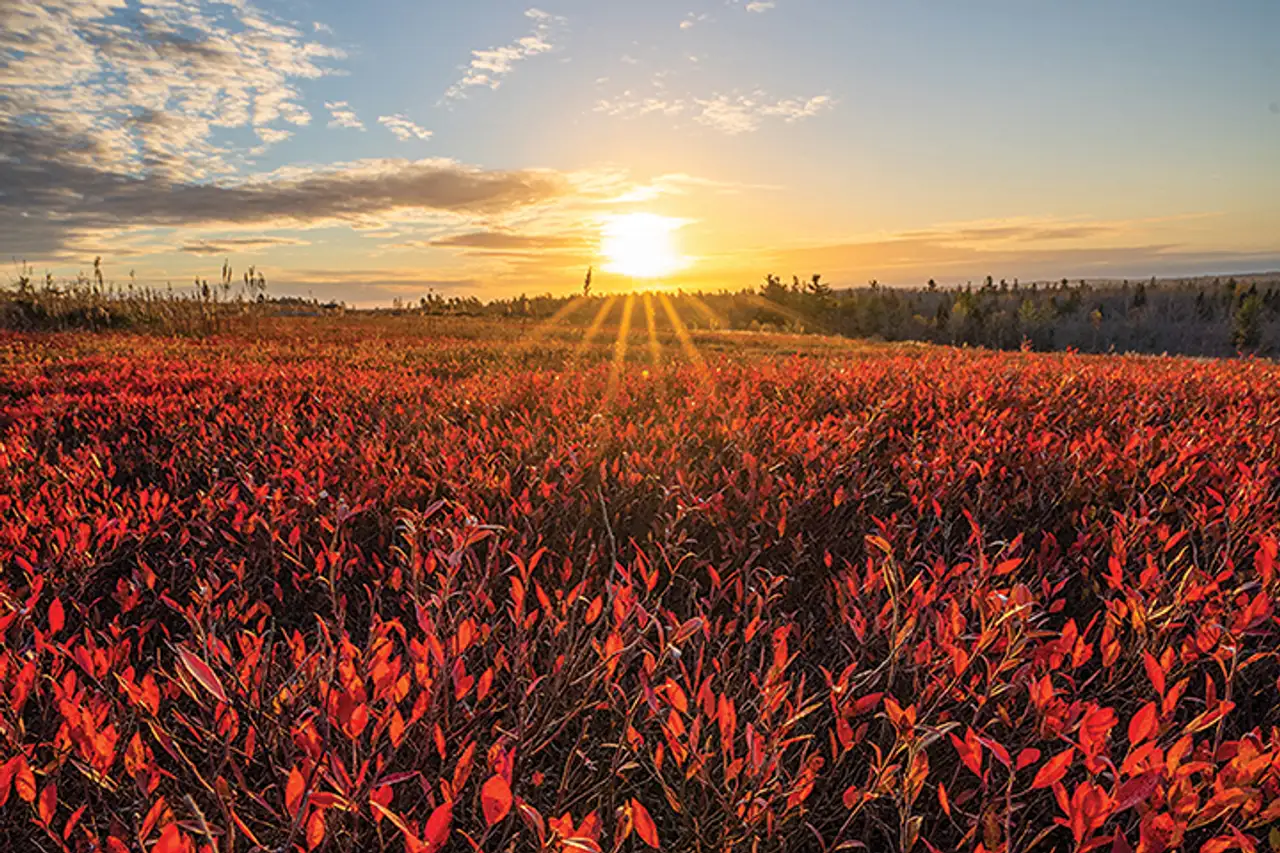 Landscape of wild blueberry fields in the autumn
