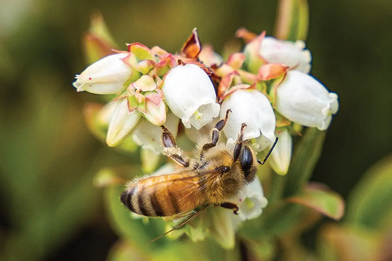 Bumble bee pollunating wild blueberry flower