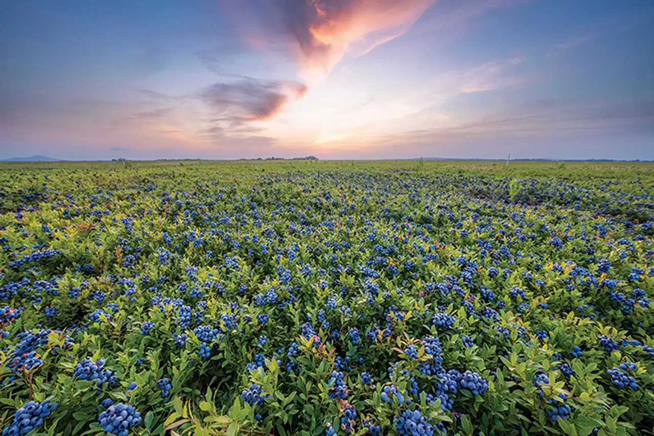 Landscape of wild blueberry fields