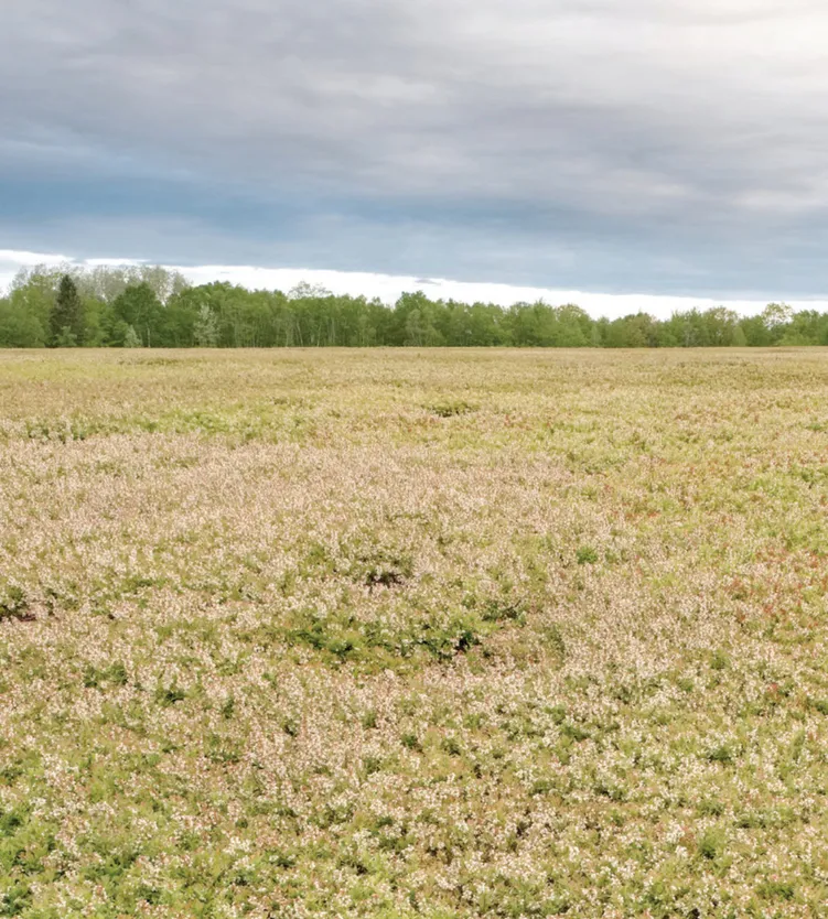 Photo of Spring landscape